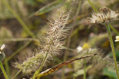Setaria verticillata